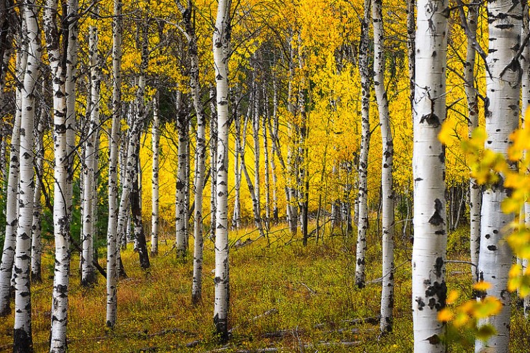 Aspen Grove Lavish Cards Fine Art Corporate Greeting Cards