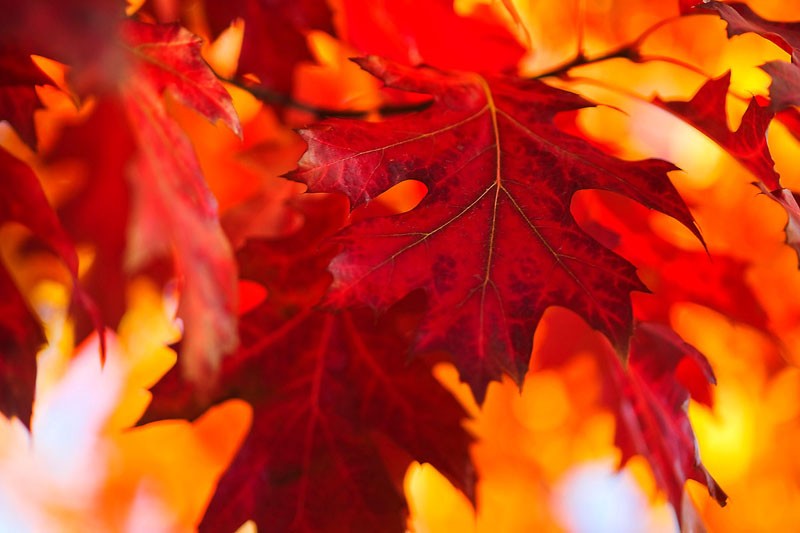 Autumn Oak Leaves