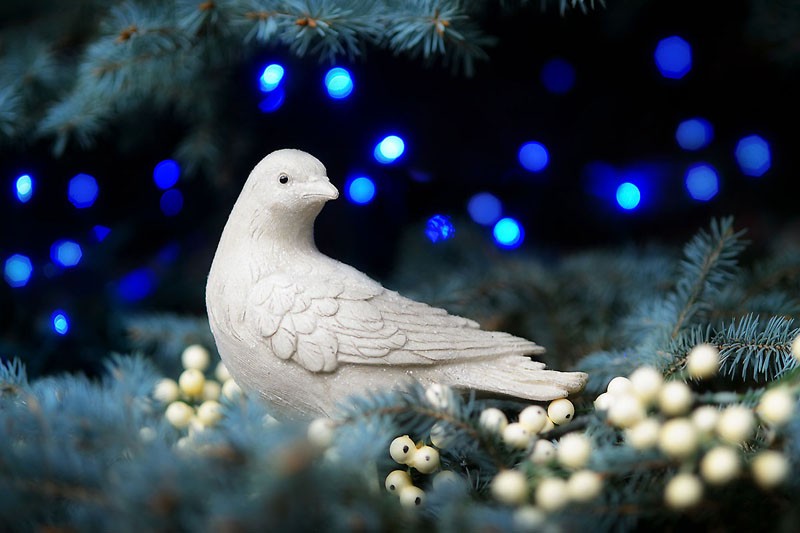 Dove in Blue Spruce