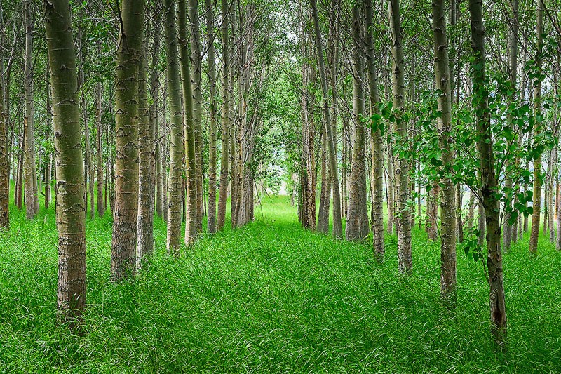 Forest Aisle