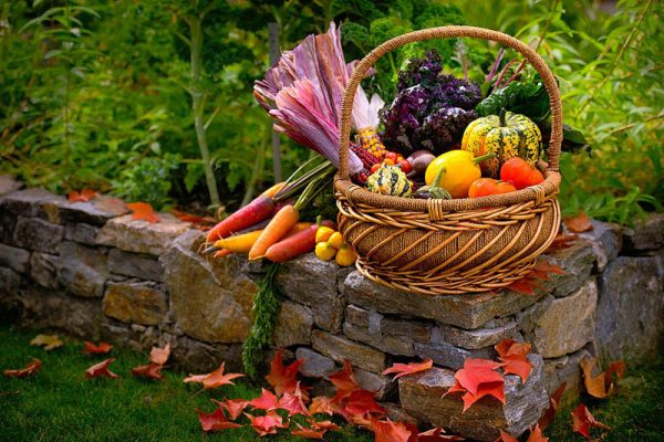 Harvest Basket - Lavish Cards - Fine Art Corporate Greeting Cards