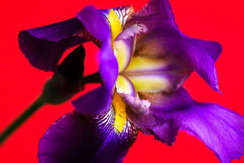 Iris on Red