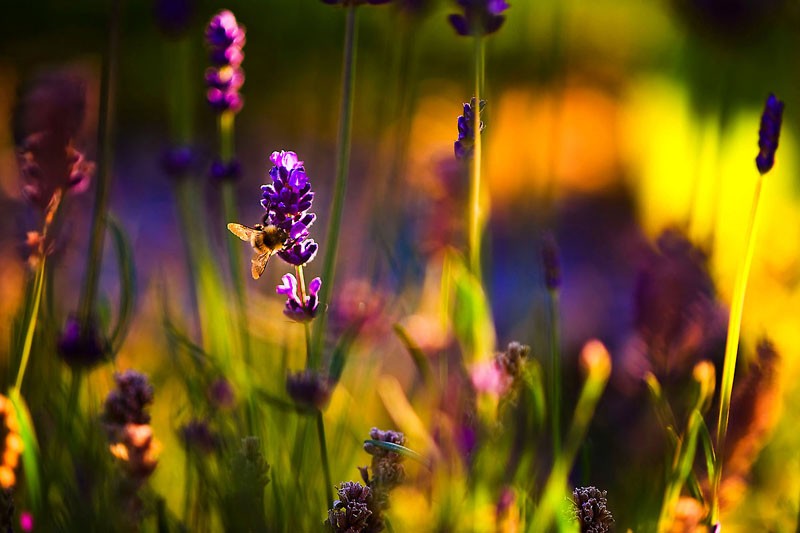 Lavender Honey Bee