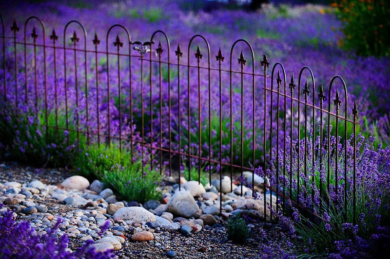 Lavender Wrought Iron