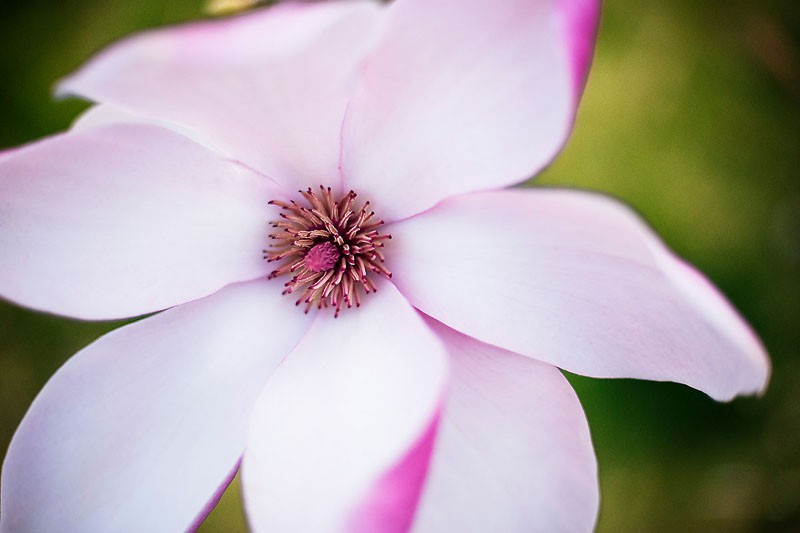 Magnolia Up Close