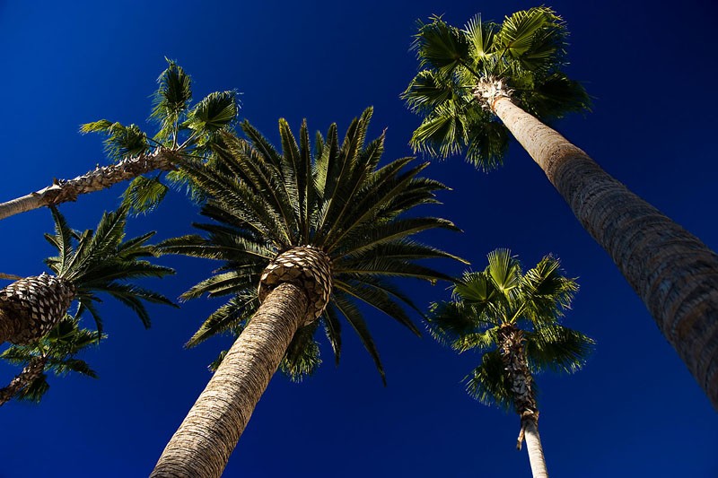 Majestic Palms