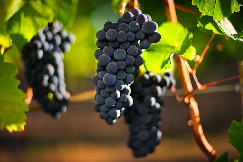 Pinot Harvest