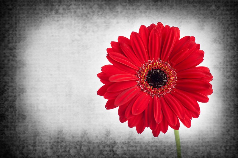 Red Gerbera