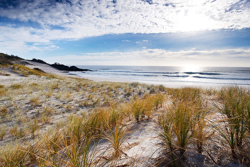 Sandy Beach Grass