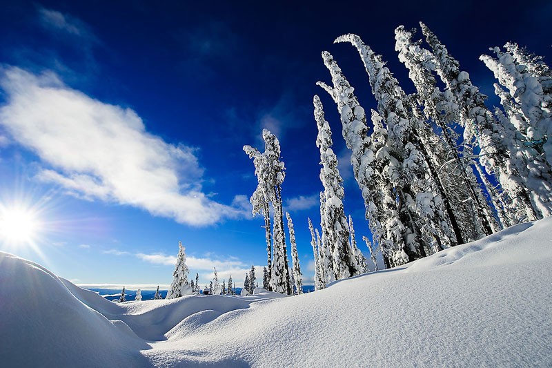 Snowy Pines