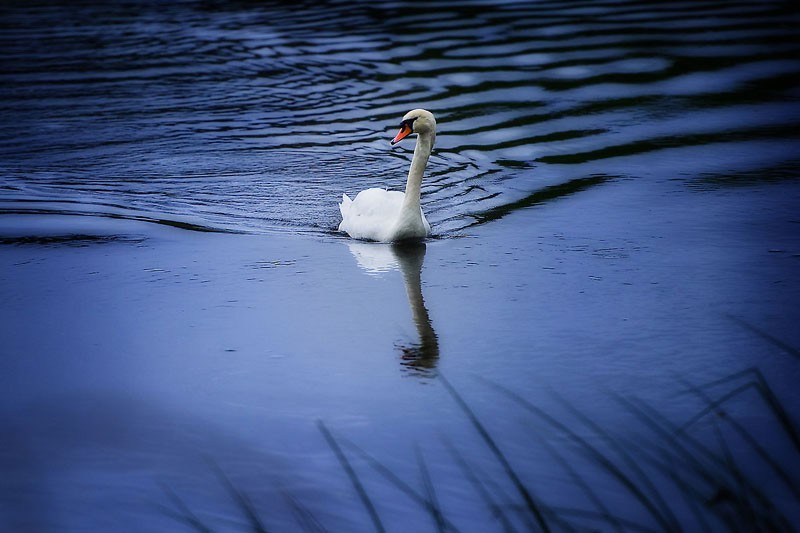 Swan