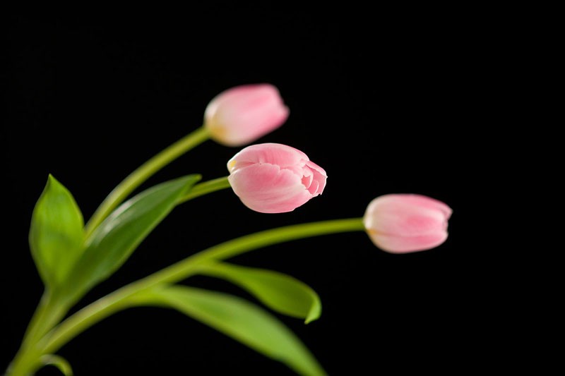 Three Pink Tulips