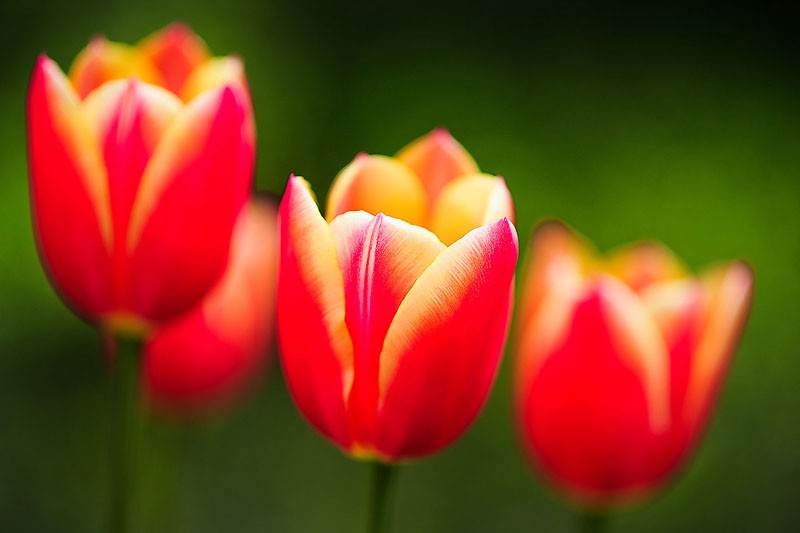 Varigate Tulips
