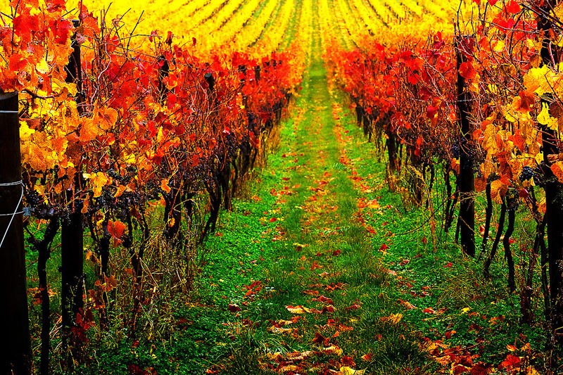 Vines on Fire