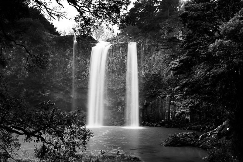 Whangrei Falls bw