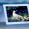 Dove in blue spruce_prod