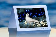 Dove in blue spruce_prod