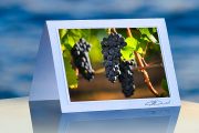 Pinot Harvest_prod