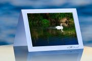 Swan Reflected_prod