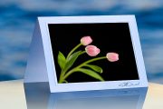 Three Pink tulips_prod