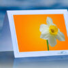White-Daffodil_prod2