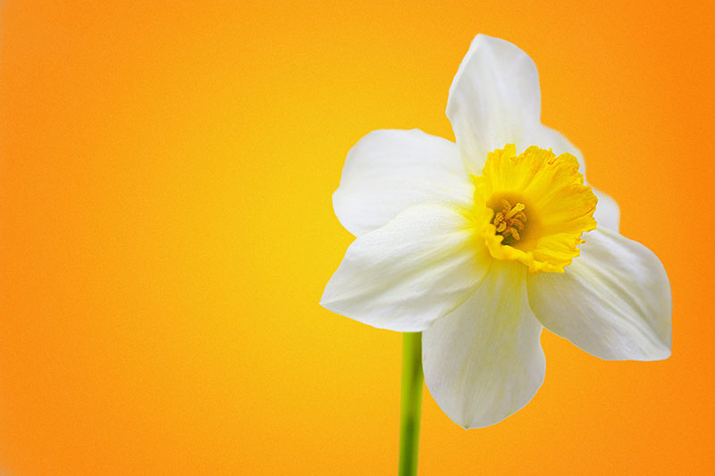 White_Daffodil