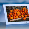 Bountiful Pumpkins_prod