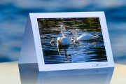 Swan Family_prod