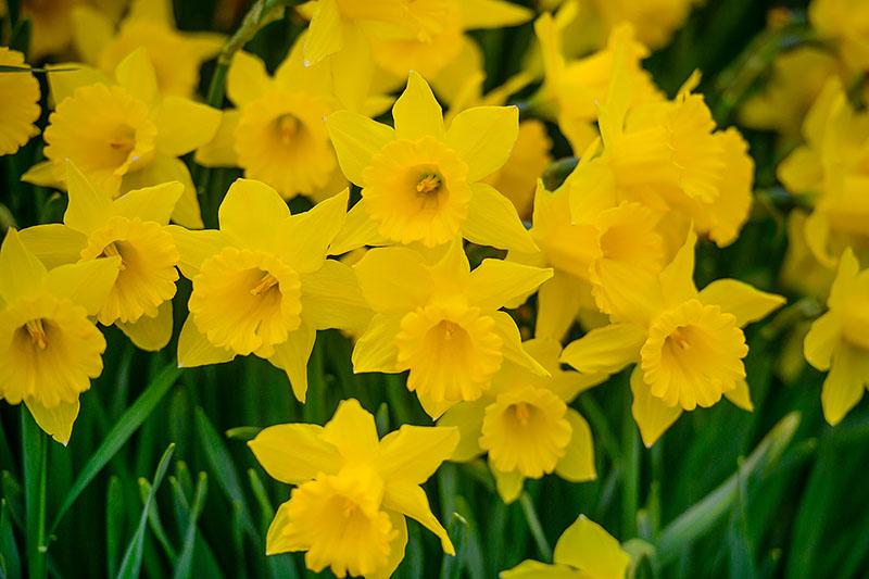 Crowd of Daffodils