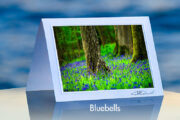 Bluebells_prod