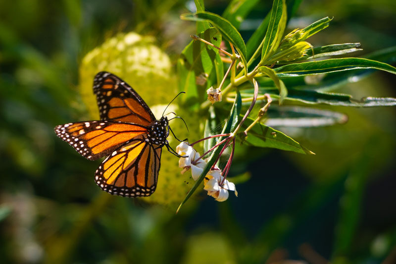 Image of a butterfly sitting atop a leaf with a beautiful green backdrop covered in foliage.