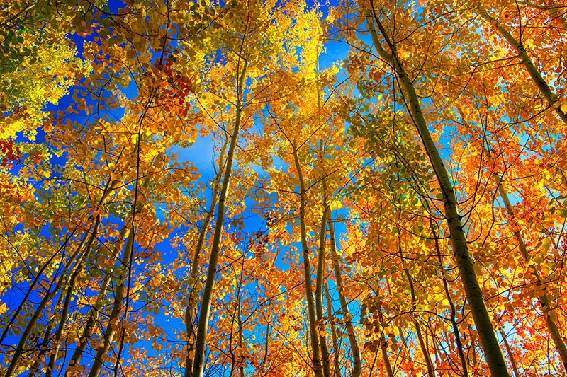 Quiet Uplift Quiet Uplift