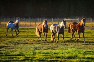 Galloping