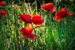 Lest We Forget