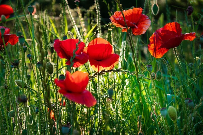 Lest We Forget